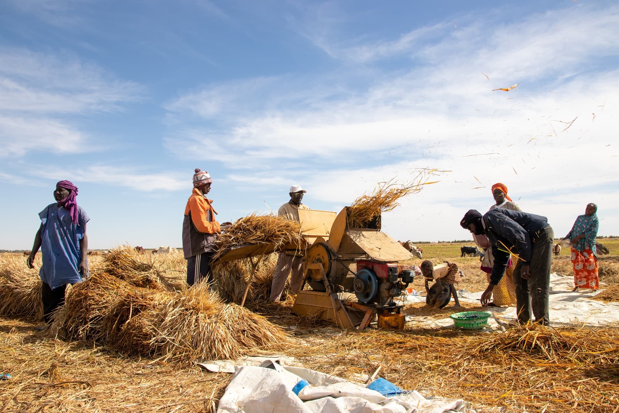 Récolte du riz dans une rizière : sept hommes et femmes alimentent une batteuse motorisée, la paille vole en l’air, des bâches et des paniers de grain au sol. — API-Mali